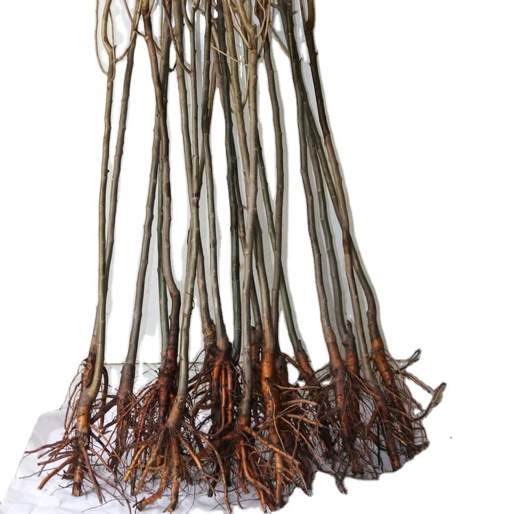 
 Привитые семена разных размеров, серия цветов, фрукты, китайские каштановые растения  