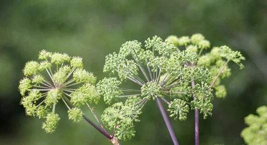 Органический экстракт корня Дон набережной порошок артемизии лактон