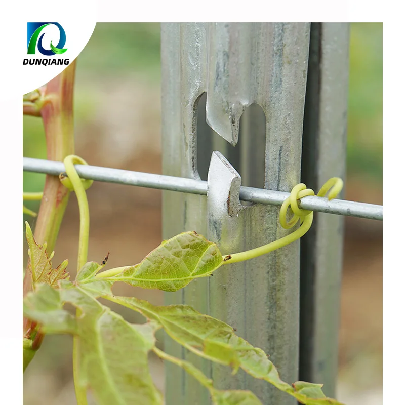 China supply grape support galvanized steel vineyard grape stake metal trellis post