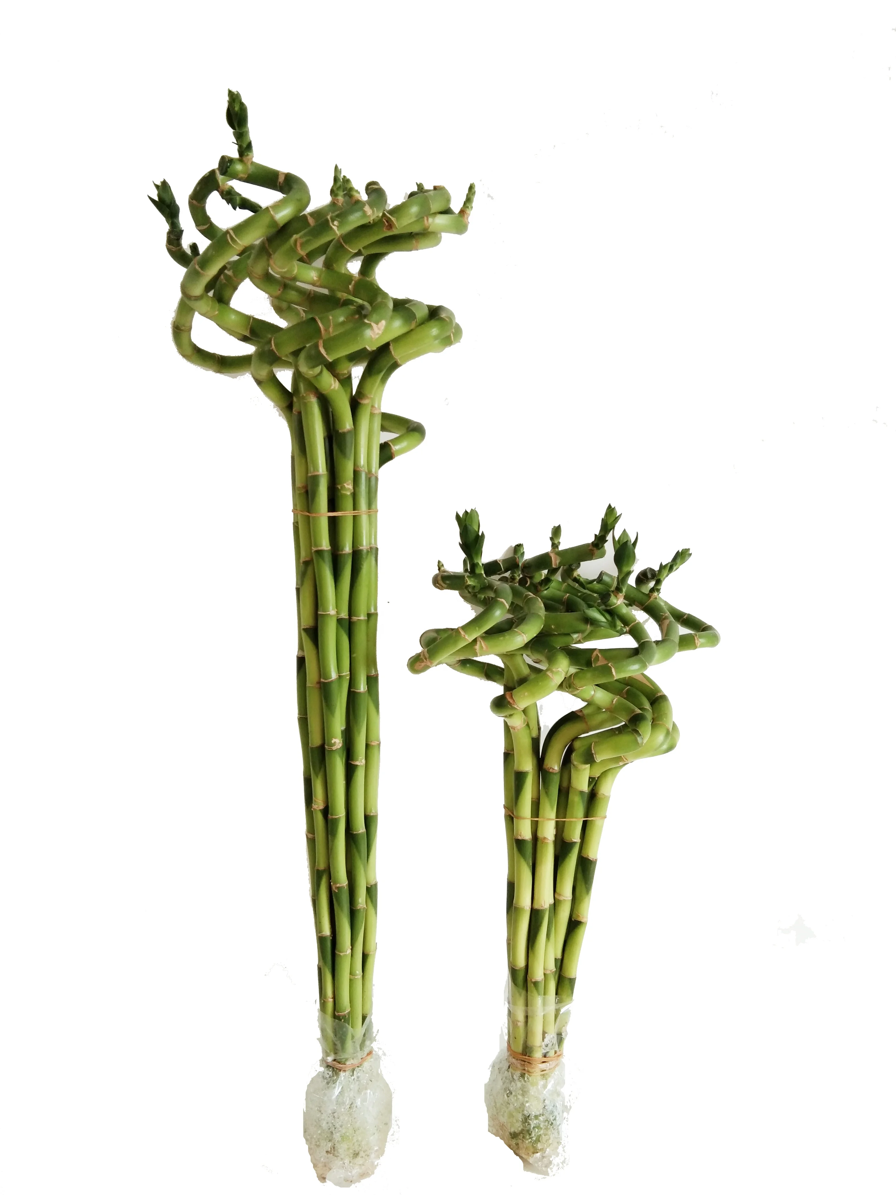 
Зеленая прямая удачная бамбуковая драцена сандериана хорошего качества Чжаньцзян 