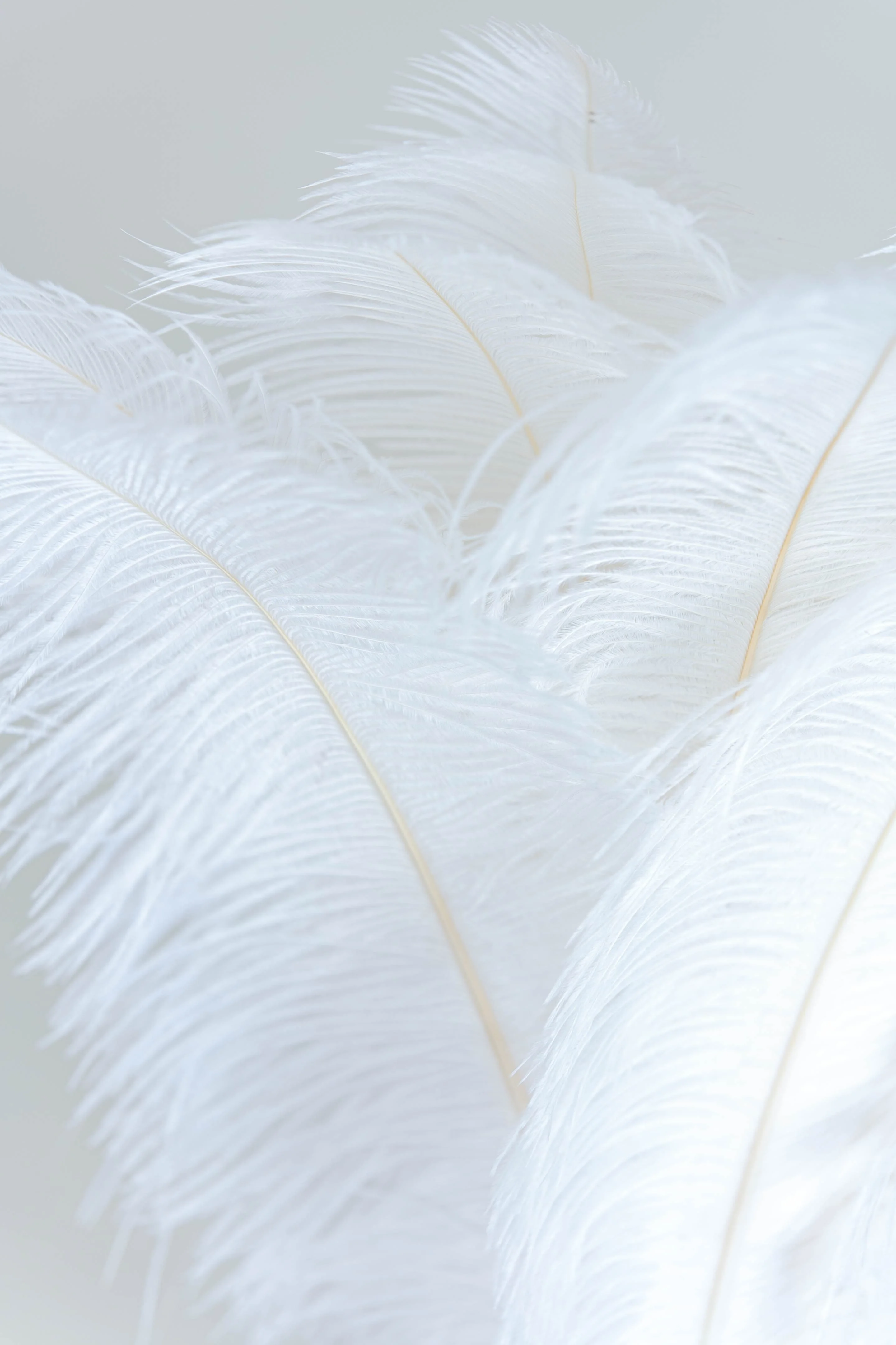 Wholesale Natural Ostrich Feathers for DIY & Decorations Gorgeous Hot-Selling Feathers  Christmas & Graduation