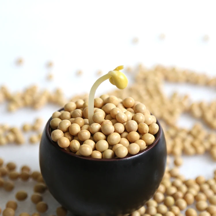 Purely Natural NON-GMO Organic Soybean