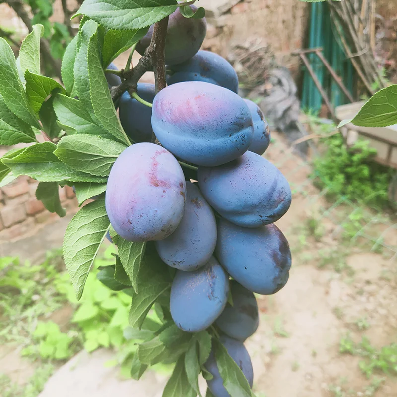 Prugne della California 2020 Wholesale Japanese Style Organic Prune Dried Fruit Sour Plum Soup