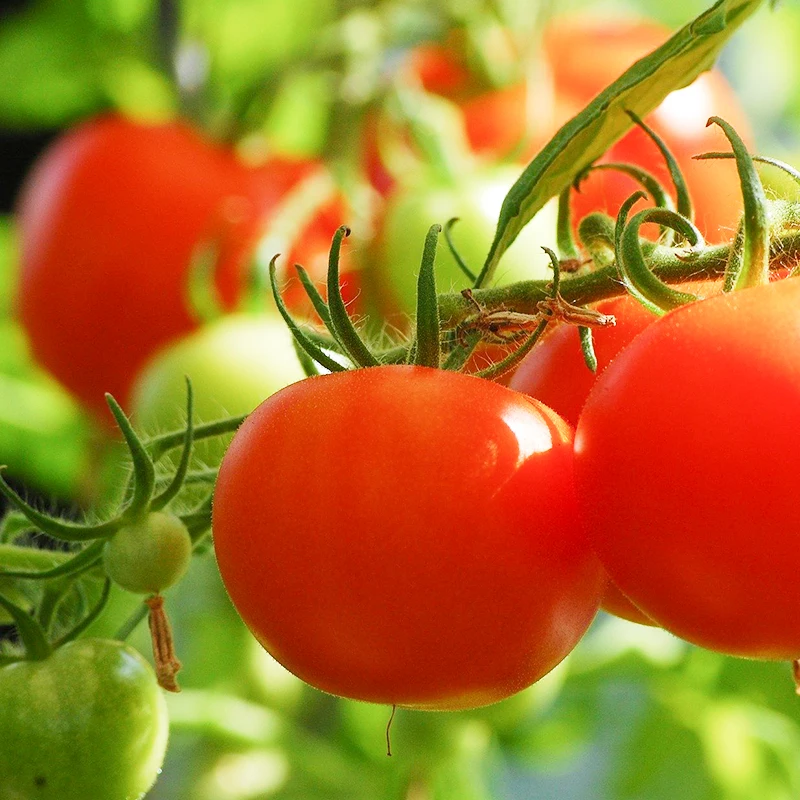 Single bacteria Bacillus subtilis 100 billion CFU/g Bio Fertilizer-Probiotics Improve crop yield and quality