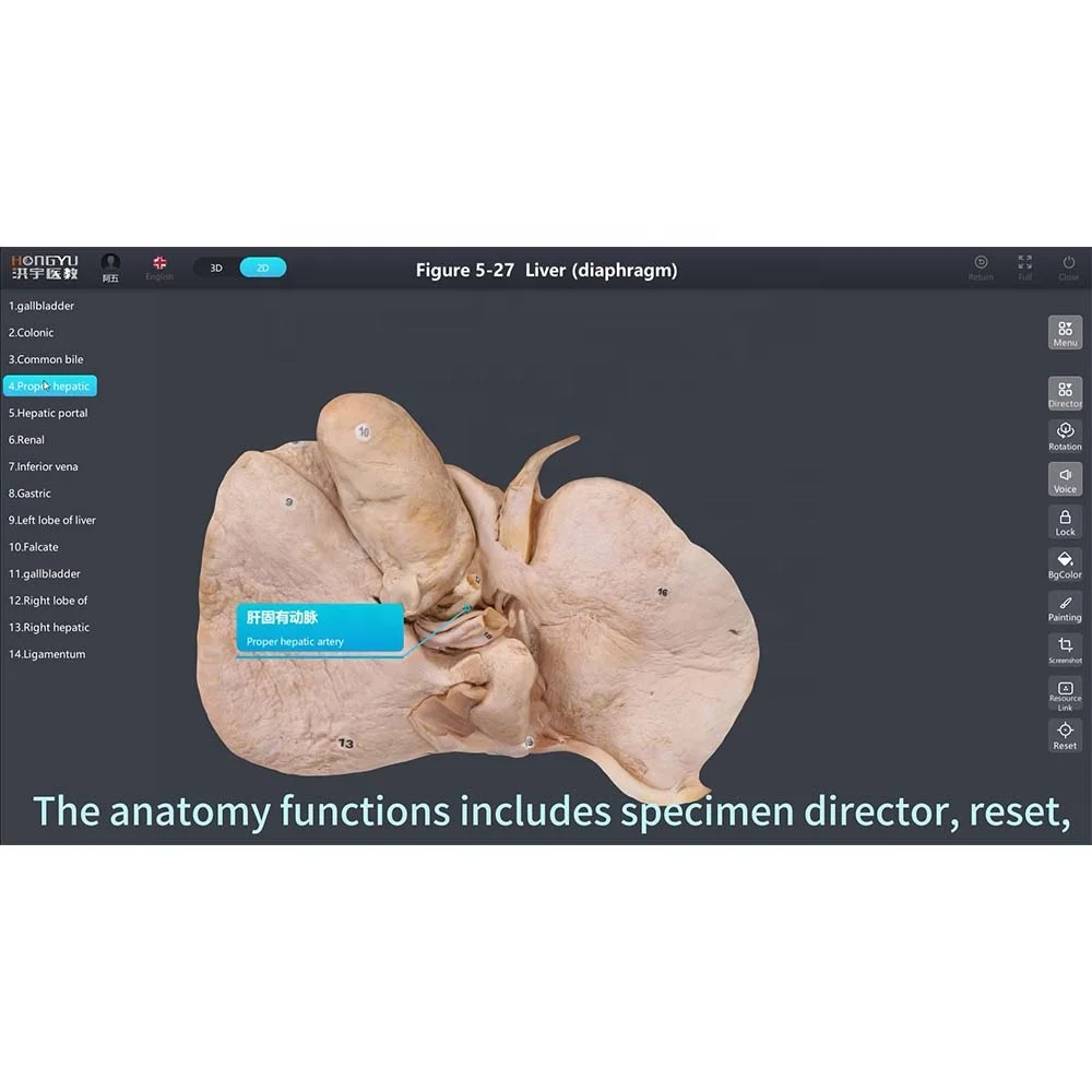 3d Digital Human Specimen Database for Sale
