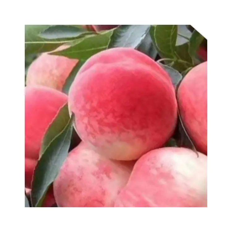 Рекламная цена, китайские персики Пекин № 7, свежие персики