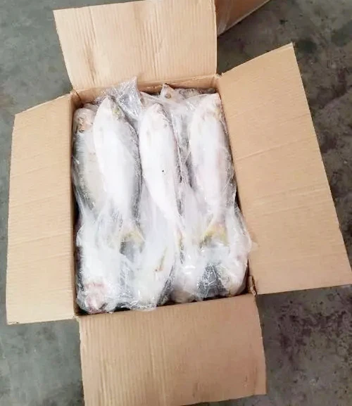 Wholesale Bulk Good Quality IQF Frozen White Sea Bream Fish