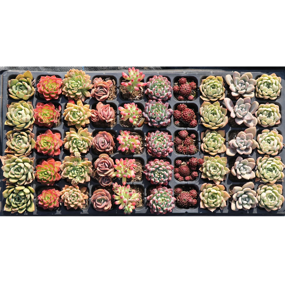 Mini assorted colorful succulent tray 50pcs live natural plants with bare roots mixed plants for sale