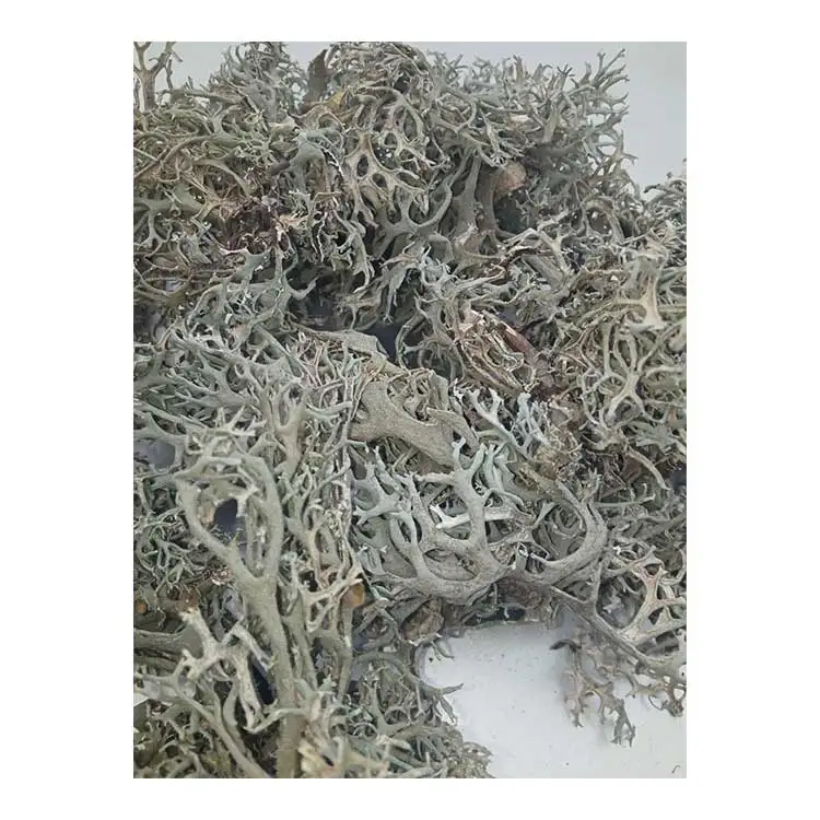 Wholesale Latest New Popular  Dagad Phool - Black Stone Flower