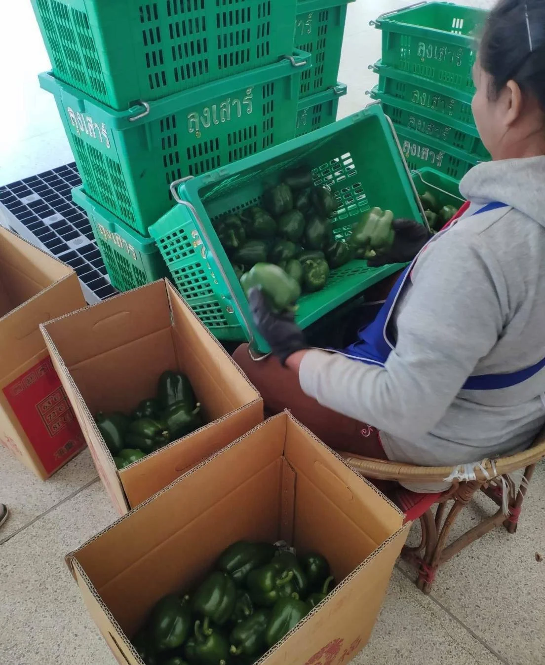 Premium Fresh Green Bell Chili direct from Thailand Farm (Premium Quality Fresh Bell Chili Pepper)