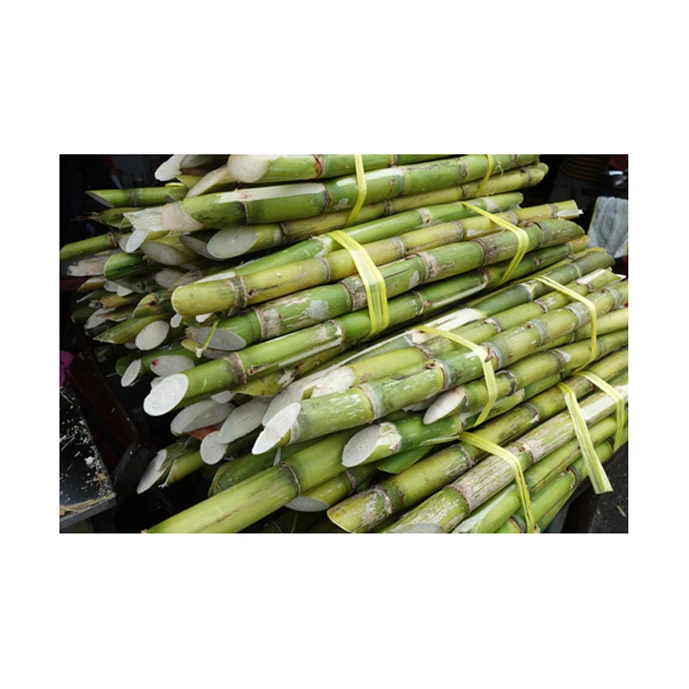 High Quality Natural Sugar Cane (Stick) Best 2021 Supplier Low Price Raw Wholesale Sweet Fresh Sugarcane Organic