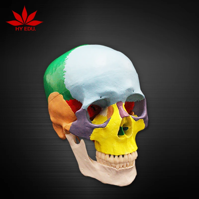 Teaching Resource Colored to Distinguish Different Regions Anatomical Skull Model of Human