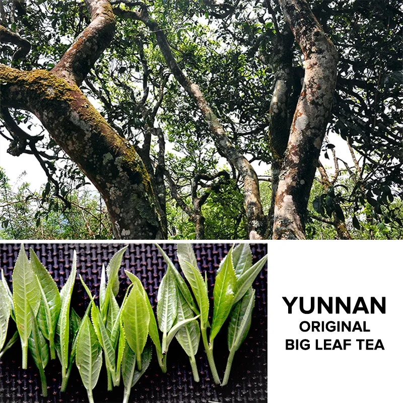 100% Pure Natural Flavor Chinese Herbal Tea Bags Organic Spearmint & Peppermint Mint Tea