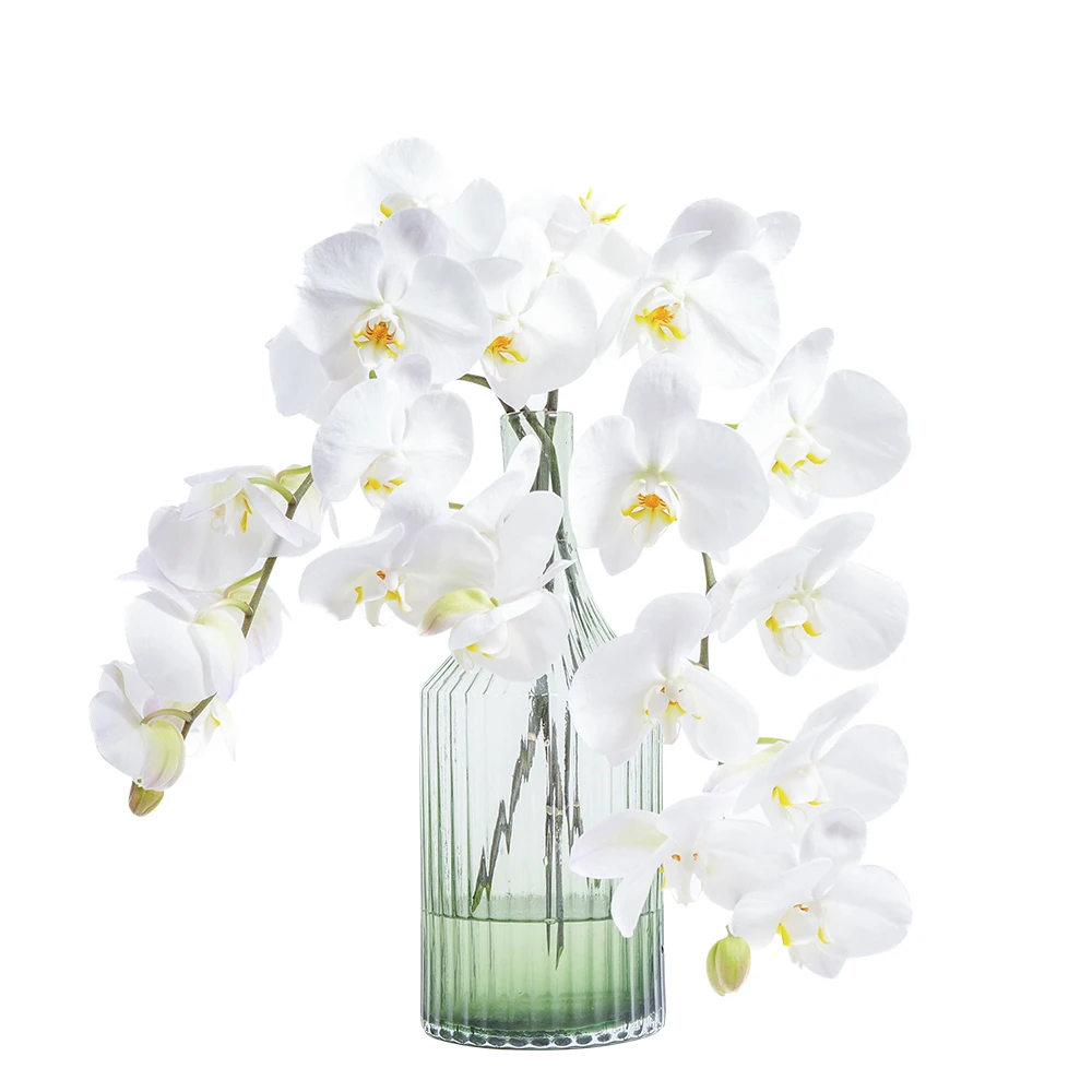 Wholesale hot and high quality fresh cut flowers Phalaenopsis and Dendrobium Orchid for table decoration