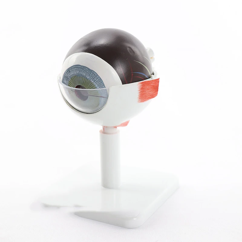 3d-анатомическая тренировочная катаракта для людей искусственные линзы анатомия хирургия красоты глаз модель обследования
