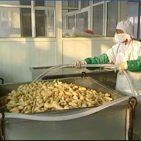 agricultural products bulk dried red ginger flakes cubes frozen ginger export to India pakistan indonesia