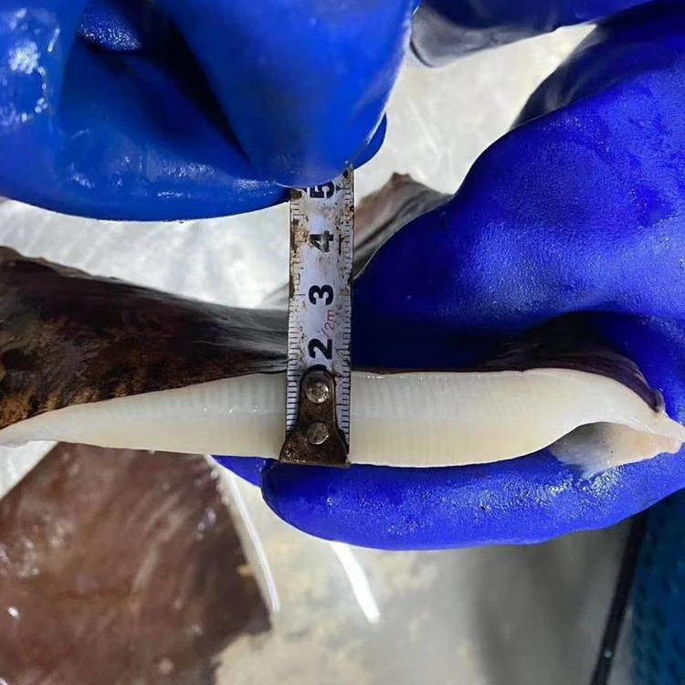 Guaranteed quality proper price China factory frozen giant squid wings