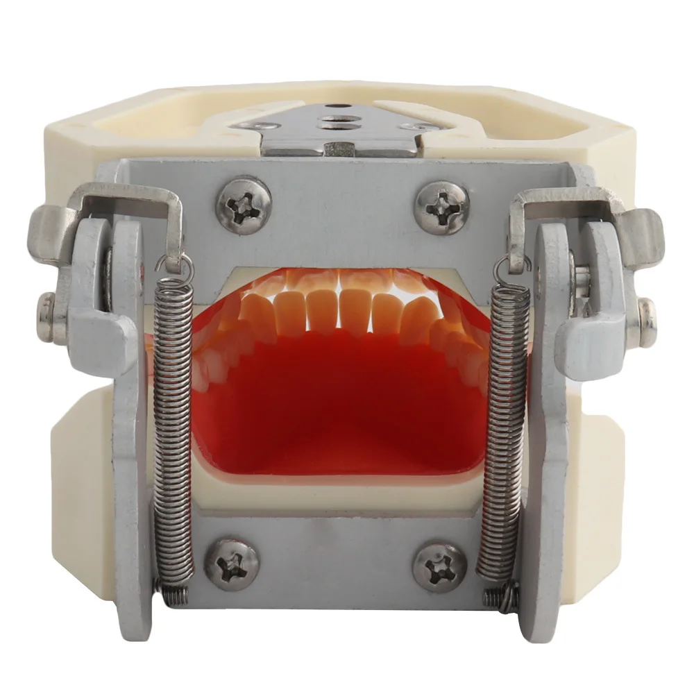 Study on Removable 28/32 Plastic Human Dental Practical Denture Model for Medical Teaching