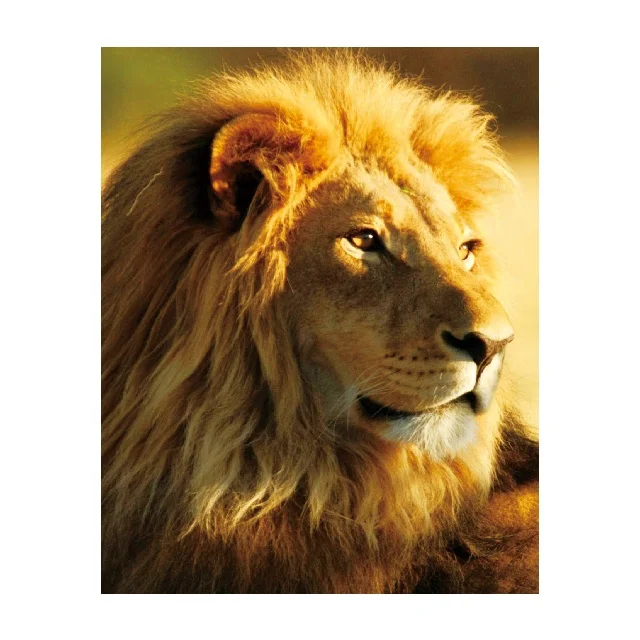Lion And Man Animal Painting Famous Diy Customization Living Room Bedroom Decoration Diamond Drawing