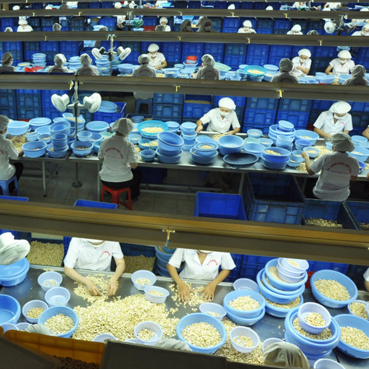 Cashew Kernel Vietnam Competitive Price Raw All Sizes Export Oriented Wholesale Cheap Price New Arrival Supplier Offers Raw Cash