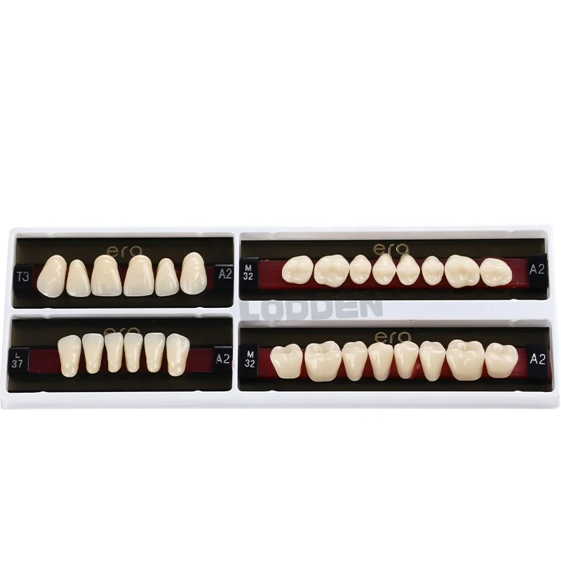 Synthetic Resin Teeth Full Set Two-Layers Teeth SND Factory Price Acrylic Resin Teeth For Clinic Lab