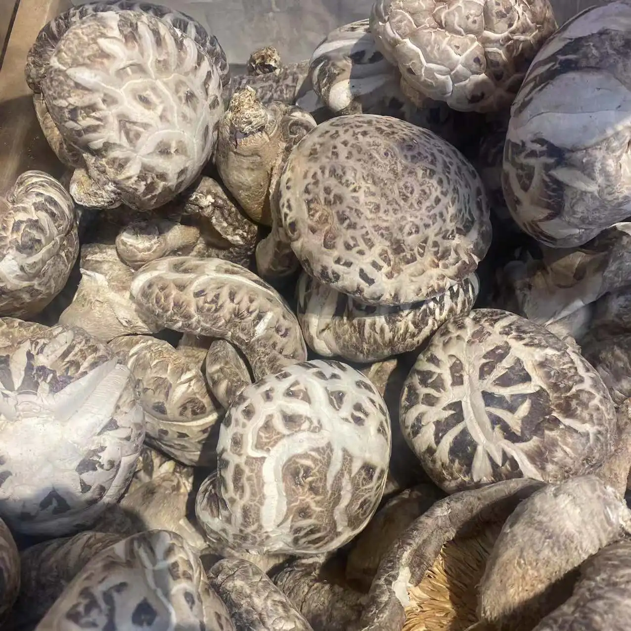 High Quality Dried Mushroom Shiitake Healthy Food Shiitake Mushrooms