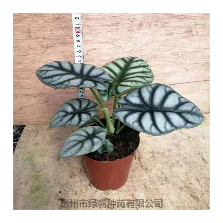 Растения производитель цветов и естественной культуры растения саженцы Белый носорог