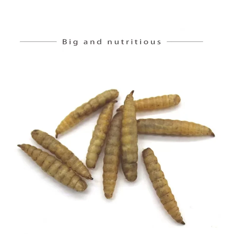 Hamster Food Supplies Black Soldier Fly Larvas as Worm Meal