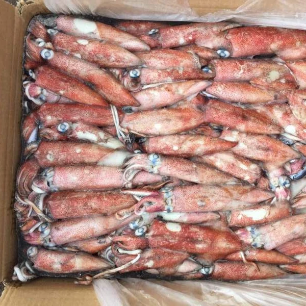 box packing frozen loligo squid tube