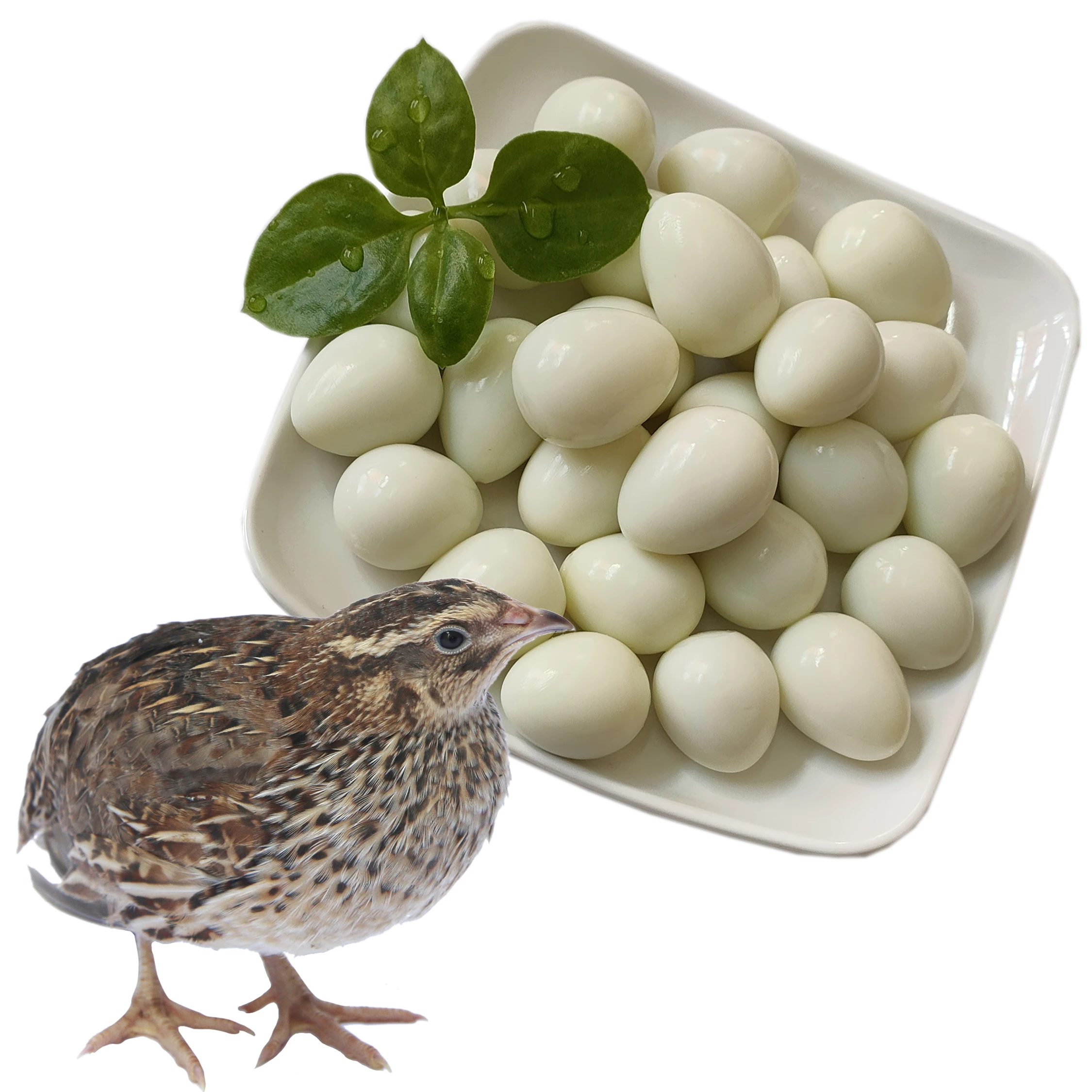 Перепеловые яйца Shimizu, горячий горшок, ингредиенты, свежие перепеловые яйца