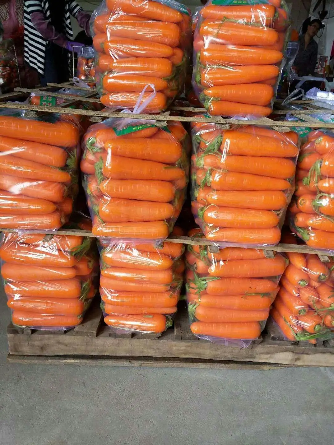 [HOTHOT] Оптовая продажа свежей моркови, лидер продаж, конкурентоспособная цена от Вьетнама в 2023