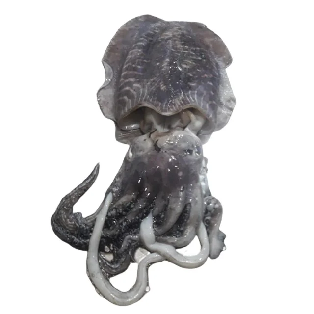 
Top Grade Fresh Frozen Cuttlefish Sepiida Seiches sepia officinalis in Block Packaging Food Organic 