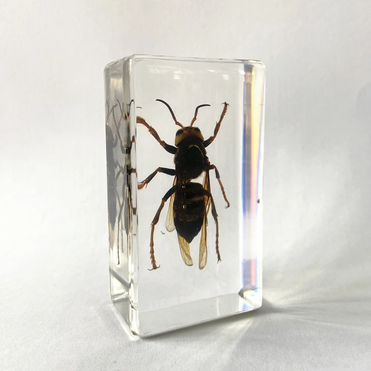 Preserved Animal Specimen Resin Biology Model Wasp Embedded for Science