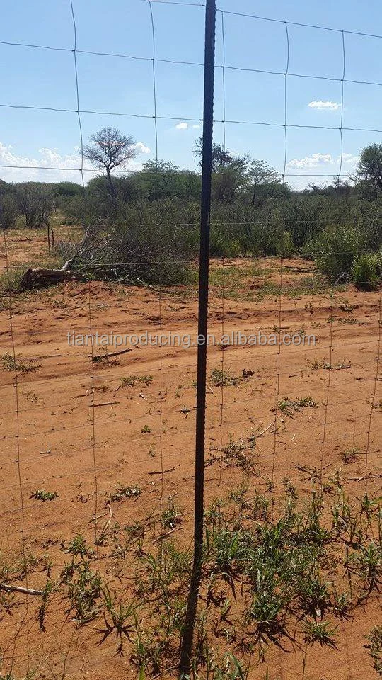 Israel Y post, (2).png