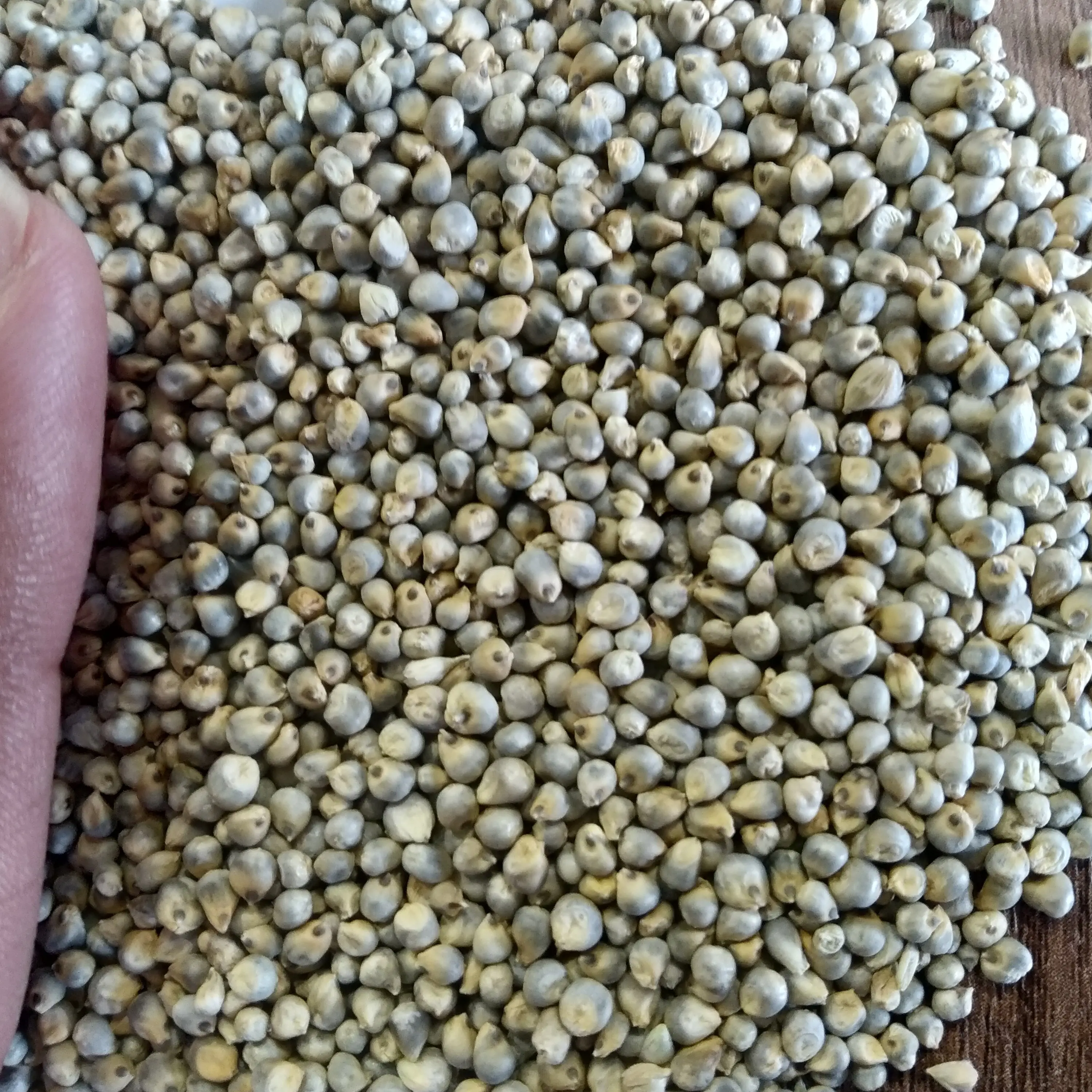Green Millet Seeds for Animal Feed for Birds Cattle Horses Pigs and Other Animals in Gulf Countries Grain Type