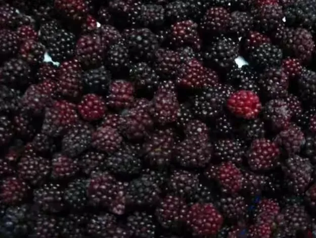 Wholesale Bulk IQF Frozen Blackberry Frozen Fruits For Export