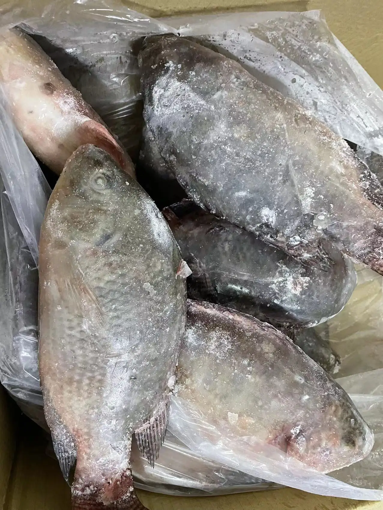 Direct Factory Wholesale  High Quality Live Fresh Tilapia Frozen Black Tilapia Fish China