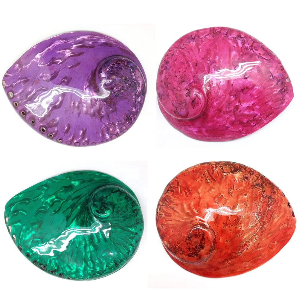 Painted polished abalone shell Haliotis Iris