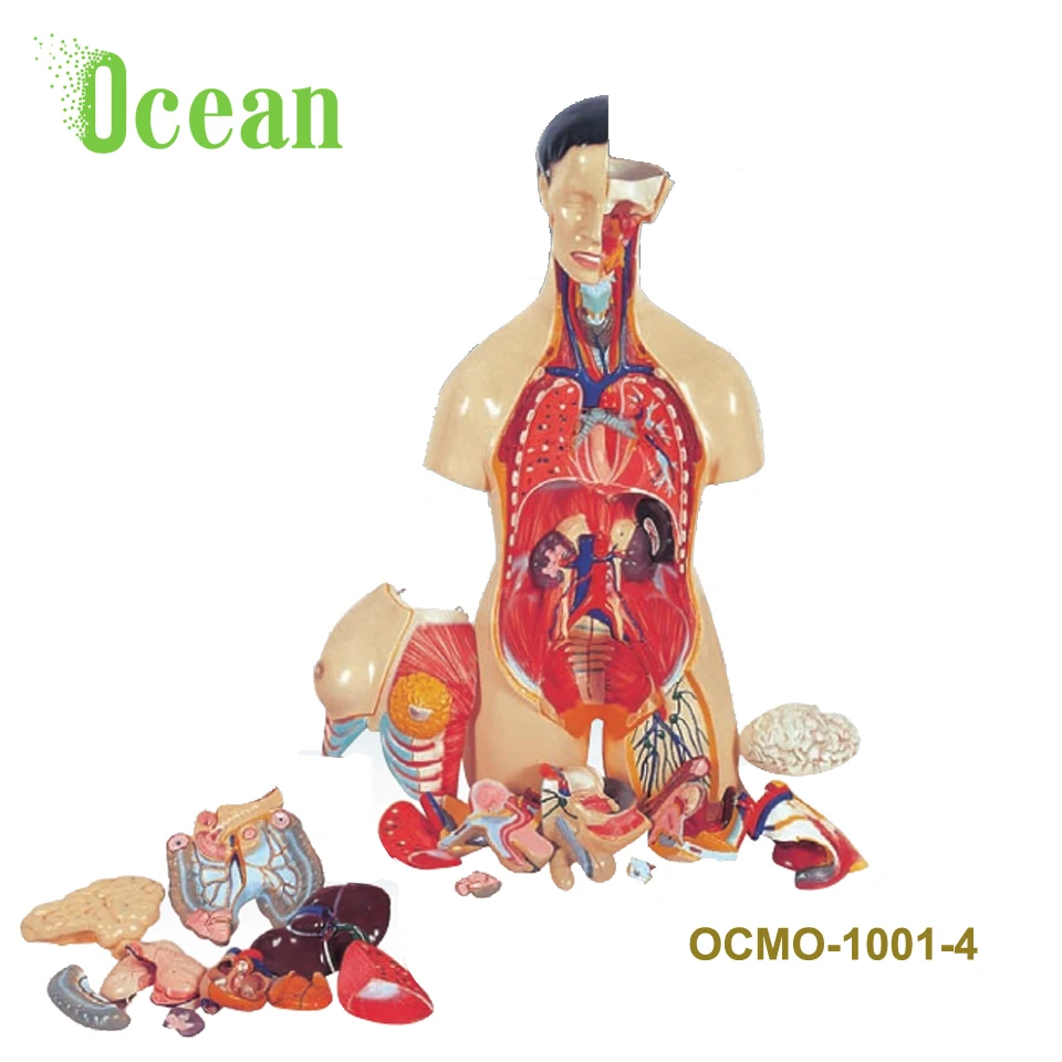 Durable in use muscles body anatomical model of viscera human organ model