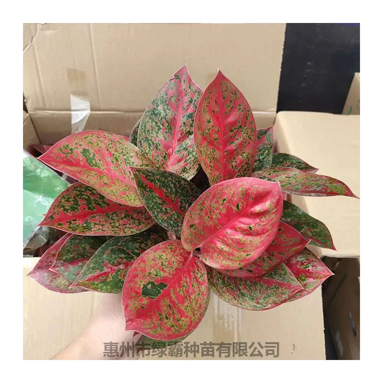 Декоративное растение Китай красное солнце Aglaonema живые растения