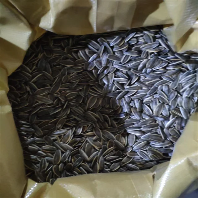 361 363 601 inner mongolia factory big size black color  sunflower seeds kernels