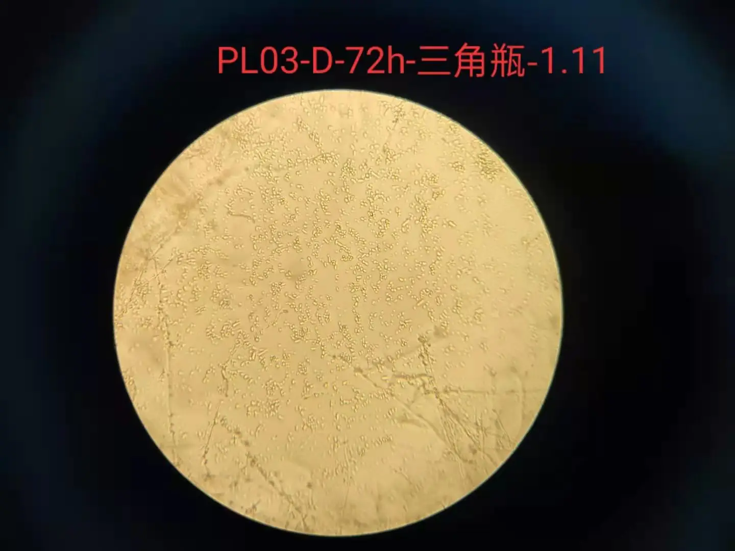 
 Широко используемые пестициды превосходного качества, микросклеротия Пурпура, лилацина  