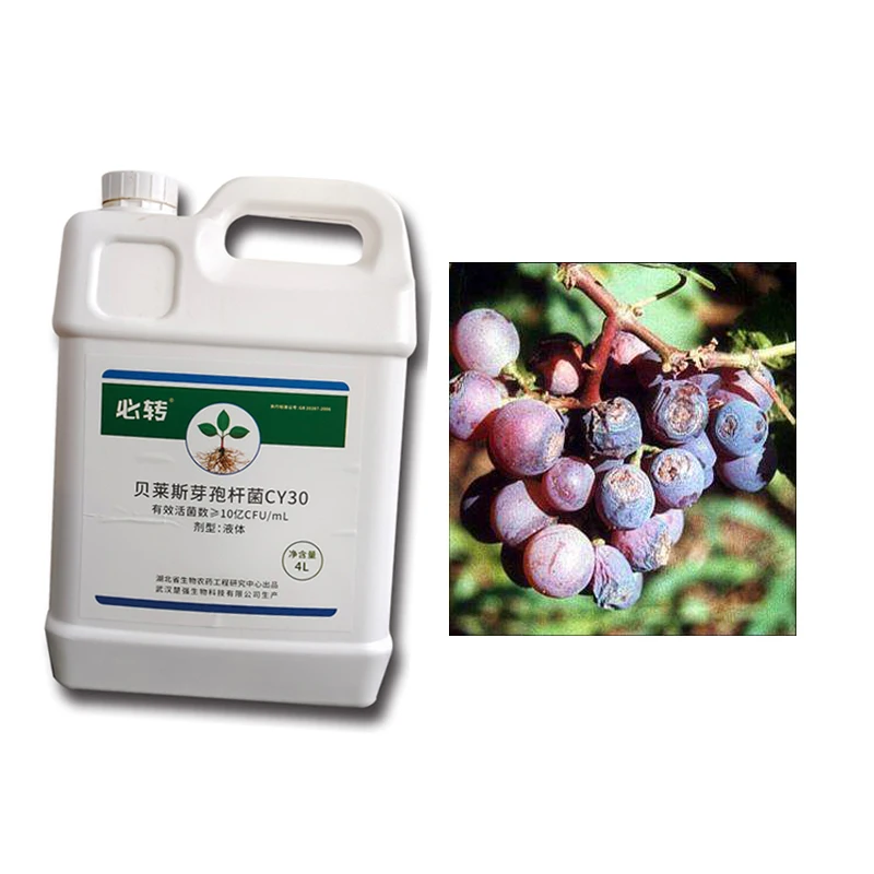 Leaf Spray Low Cost Bacillus Velezensis Viable Bacteria Disease Prevention Microbial Agent