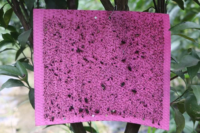
Professional Manufacture Cheap Fly Glue Paper Purple Sticky Insect Traps 