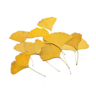 Real Dried Pressed Flower Ginkgo Leaf Natural Green