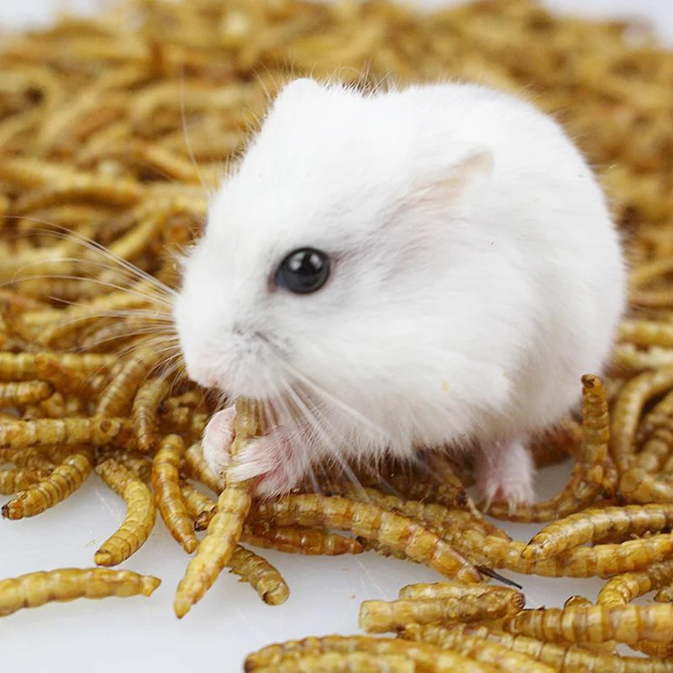 Хомяк еда Хлеб Wormcricket насекомое Сушеные mealworm желтые насекомые для корма для животных сушеные насекомые для продажи