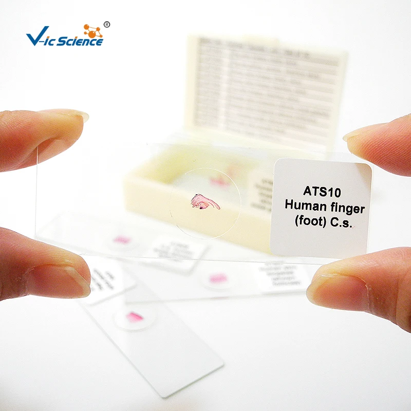 Medical Parasitology Prepared Slides for Students Learning Doctor Research Use High Standard Protozoa Prepared Slides