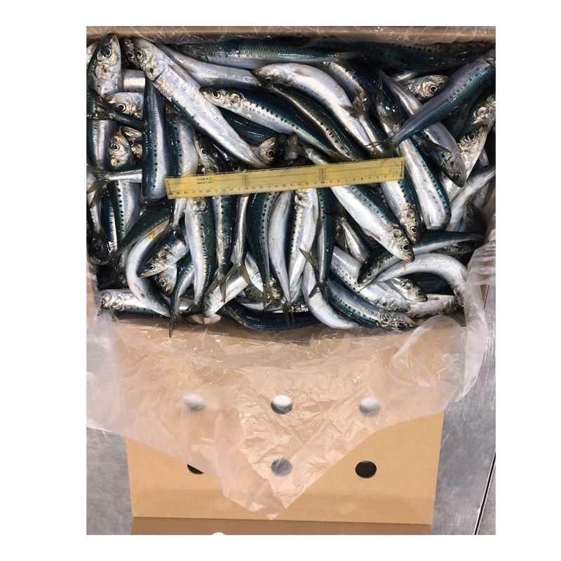 Wholesale Sardines Fresh  IQF Pilchards Frozen BQF Sardine