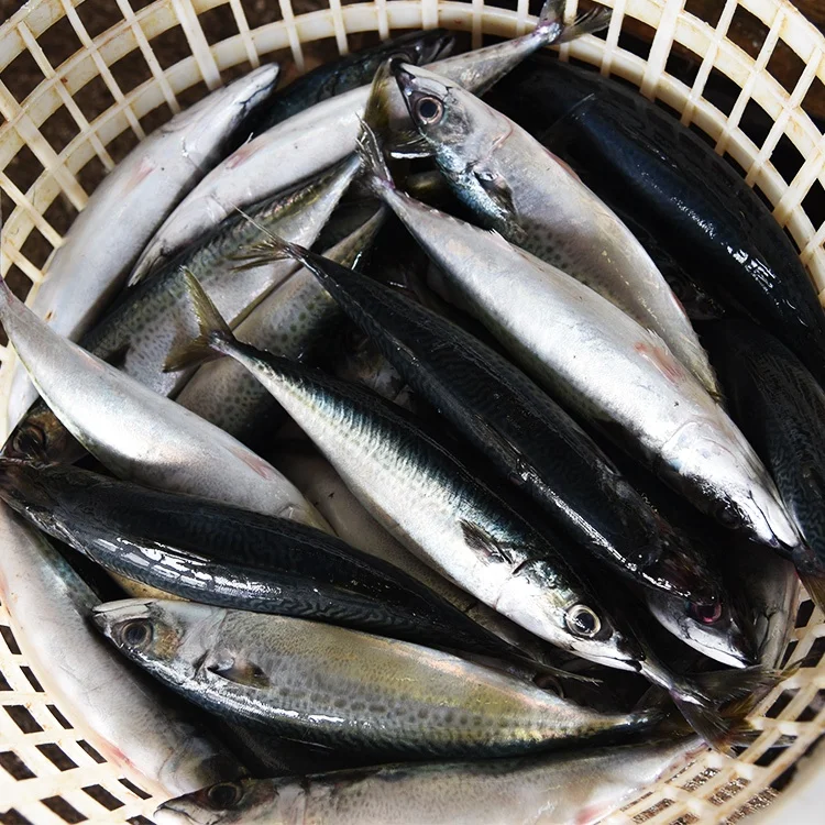 Cheap Seafood China Original Products Frozen Mackerel Seller Scomber Japonicus Wr On Sale 300 500g Pacific Mackerel Fish