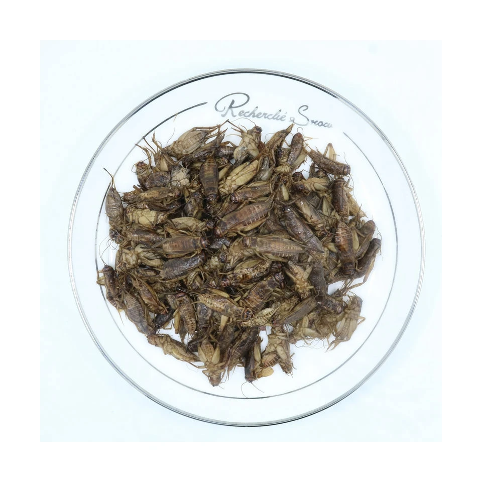 Edible Insects Top Grade High Protein Pet Food Eco Fresh Cricket Insecte